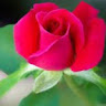 kirthiga p's profile photo